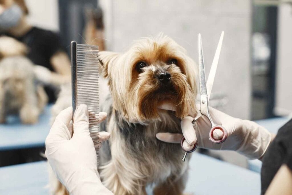 1699006236635 pet care services
